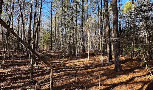 Photo #34 of SOLD property in 7251 Baxter Rd, Disputanta, VA 21.8 acres
