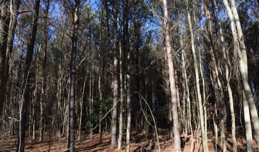 Photo #24 of SOLD property in Off Cattail Road, Elm City, NC 44.9 acres