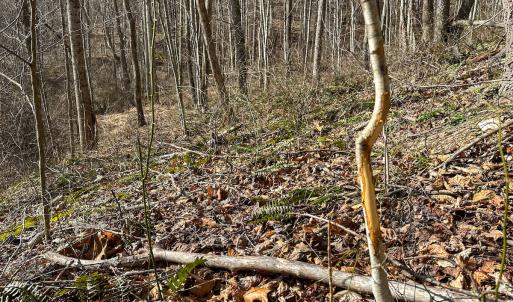 Photo #22 of SOLD property in Off Schultz Hollow Rd, Bluefield, VA 10.2 acres