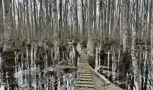 Photo #10 of SOLD property in Off Golden Hill Rd, Elberon, VA 100.0 acres