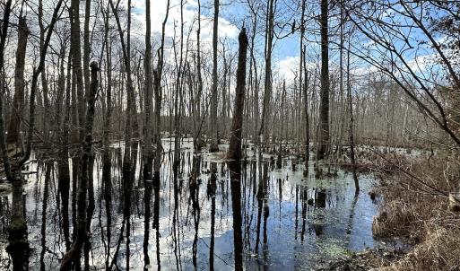 Photo #11 of SOLD property in Off Golden Hill Rd, Elberon, VA 100.0 acres