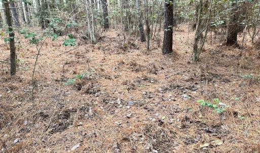 Photo #14 of SOLD property in Off Golden Hill Rd, Elberon, VA 100.0 acres