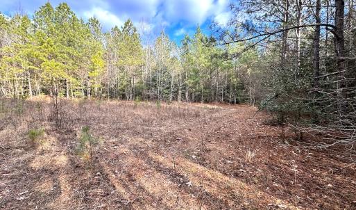 Photo #21 of SOLD property in Off Golden Hill Rd, Elberon, VA 100.0 acres