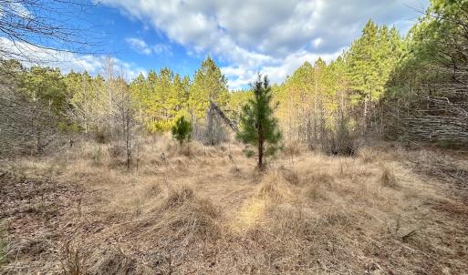 Photo #22 of SOLD property in Off Golden Hill Rd, Elberon, VA 100.0 acres