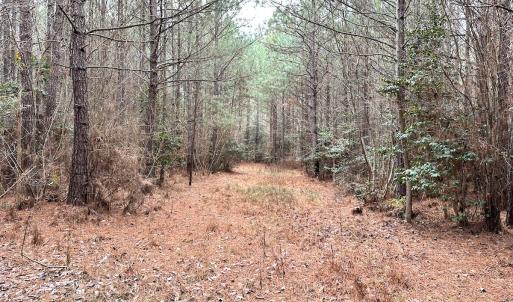 Photo #23 of SOLD property in Off Golden Hill Rd, Elberon, VA 100.0 acres