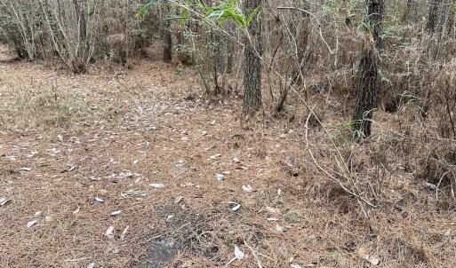 Photo #24 of SOLD property in Off Golden Hill Rd, Elberon, VA 100.0 acres
