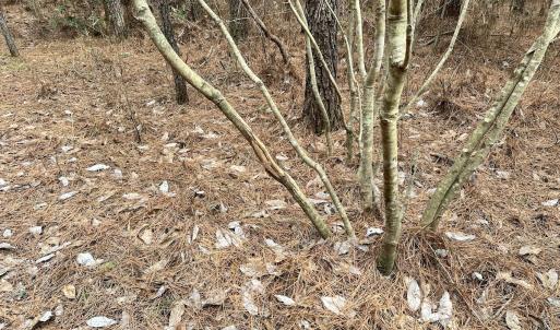 Photo #25 of SOLD property in Off Golden Hill Rd, Elberon, VA 100.0 acres