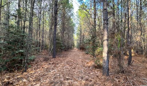 Photo #27 of SOLD property in Off Golden Hill Rd, Elberon, VA 100.0 acres