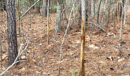 Photo #30 of SOLD property in Off Golden Hill Rd, Elberon, VA 100.0 acres