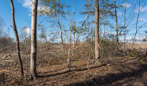 Photo #23 of Off Campbell Road, Bear Creek, NC 13.3 acres
