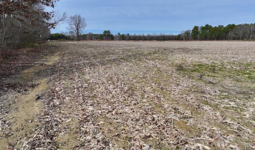 Photo #14 of SOLD property in Off Old Brick Road, Vanceboro, NC 12.0 acres