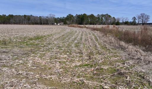 Photo #15 of SOLD property in Off Old Brick Road, Vanceboro, NC 12.0 acres