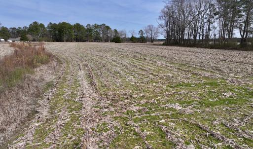 Photo #16 of SOLD property in Off Old Brick Road, Vanceboro, NC 12.0 acres