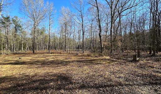 Photo #8 of SOLD property in Off Big Pine Rd, Painter, VA 31.8 acres