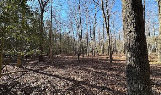 Photo #9 of SOLD property in Off Big Pine Rd, Painter, VA 31.8 acres
