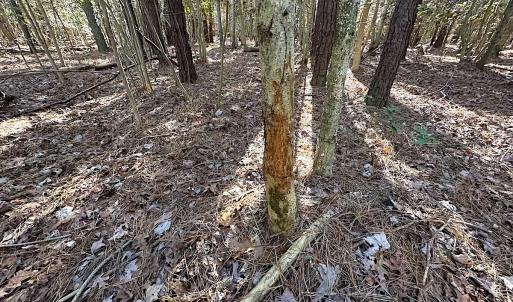Photo #13 of SOLD property in Off Big Pine Rd, Painter, VA 31.8 acres