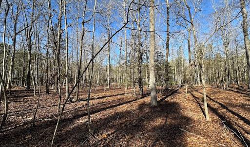 Photo #14 of SOLD property in Off Big Pine Rd, Painter, VA 31.8 acres