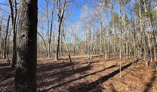 Photo #15 of SOLD property in Off Big Pine Rd, Painter, VA 31.8 acres