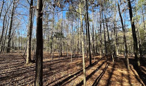 Photo #16 of SOLD property in Off Big Pine Rd, Painter, VA 31.8 acres