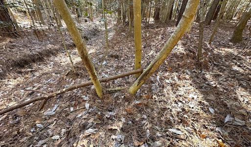 Photo #17 of SOLD property in Off Big Pine Rd, Painter, VA 31.8 acres