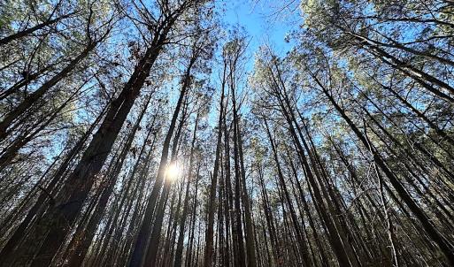 Photo #19 of SOLD property in Off Big Pine Rd, Painter, VA 31.8 acres