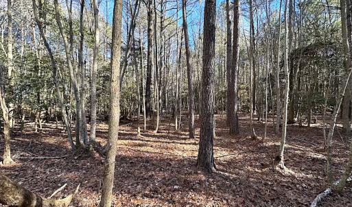 Photo #20 of SOLD property in Off Big Pine Rd, Painter, VA 31.8 acres