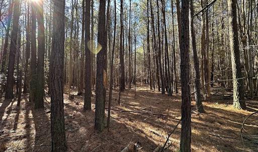 Photo #21 of SOLD property in Off Big Pine Rd, Painter, VA 31.8 acres