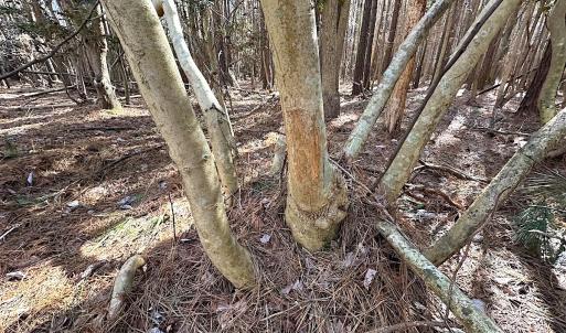 Photo #22 of SOLD property in Off Big Pine Rd, Painter, VA 31.8 acres