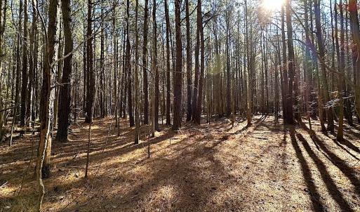 Photo #23 of SOLD property in Off Big Pine Rd, Painter, VA 31.8 acres