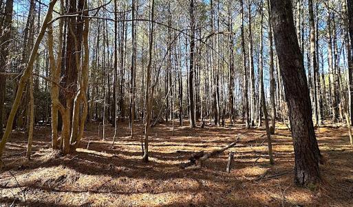 Photo #24 of SOLD property in Off Big Pine Rd, Painter, VA 31.8 acres