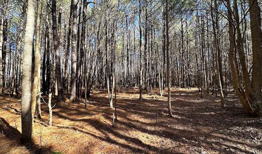Photo #25 of SOLD property in Off Big Pine Rd, Painter, VA 31.8 acres