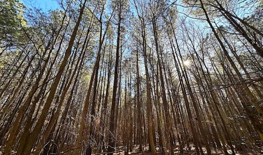 Photo #26 of SOLD property in Off Big Pine Rd, Painter, VA 31.8 acres