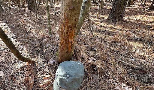 Photo #27 of SOLD property in Off Big Pine Rd, Painter, VA 31.8 acres