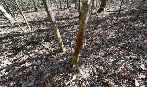 Photo #28 of SOLD property in Off Big Pine Rd, Painter, VA 31.8 acres