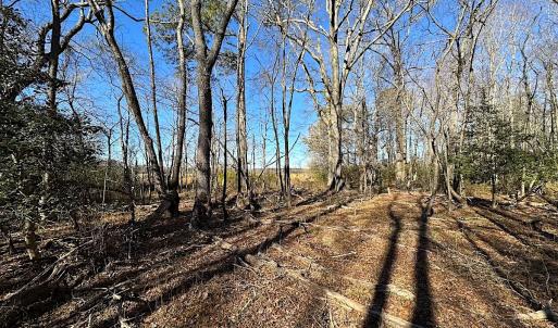 Photo #30 of SOLD property in Off Big Pine Rd, Painter, VA 31.8 acres