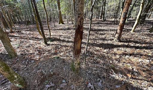Photo #35 of SOLD property in Off Big Pine Rd, Painter, VA 31.8 acres