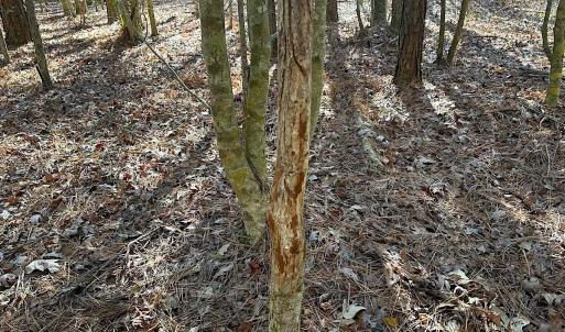 Photo #36 of SOLD property in Off Big Pine Rd, Painter, VA 31.8 acres