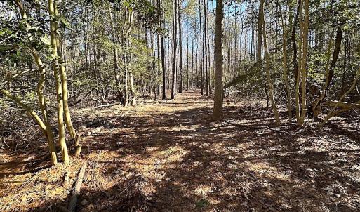 Photo #38 of SOLD property in Off Big Pine Rd, Painter, VA 31.8 acres