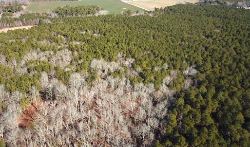 Photo #6 of SOLD property in Off Big Pine Rd, Painter, VA 31.8 acres