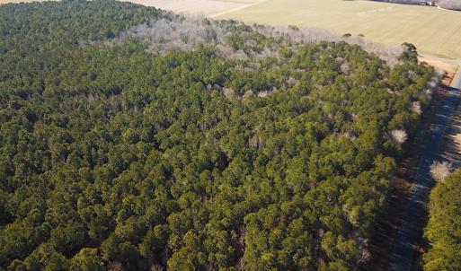 Photo #7 of SOLD property in Off Big Pine Rd, Painter, VA 31.8 acres