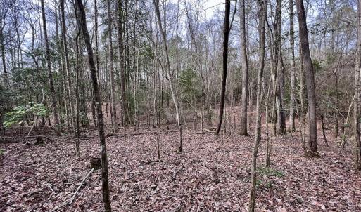 Photo #16 of SOLD property in Off Hwy US 17, Vanceboro, NC 13.6 acres