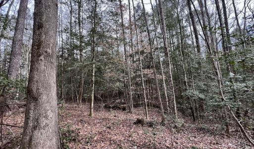 Photo #17 of SOLD property in Off Hwy US 17, Vanceboro, NC 13.6 acres