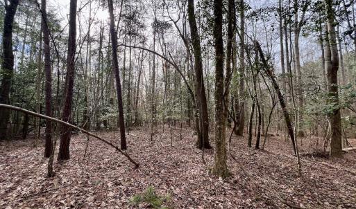 Photo #7 of SOLD property in Off Hwy US 17, Vanceboro, NC 13.6 acres