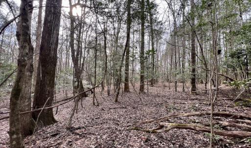 Photo #24 of SOLD property in Off Hwy US 17, Vanceboro, NC 13.6 acres