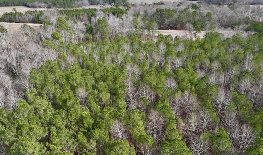 Photo #31 of SOLD property in Off Hwy US 17, Vanceboro, NC 13.6 acres