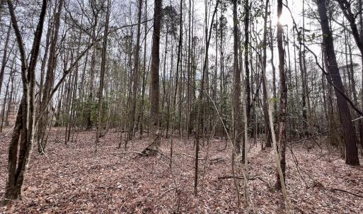 Photo #34 of SOLD property in Off Hwy US 17, Vanceboro, NC 13.6 acres