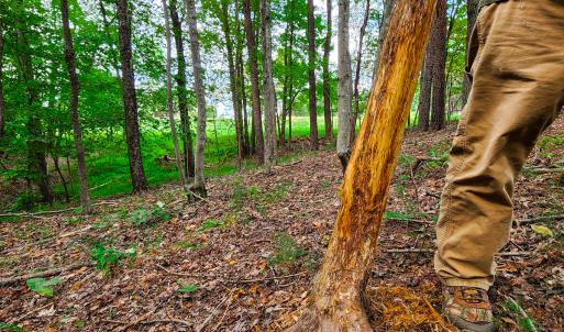 Photo #18 of SOLD property in 1254 Anglin Mill Rd, Stoneville, NC 44.5 acres