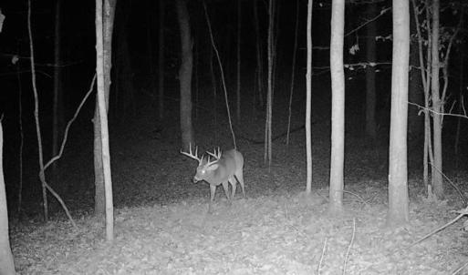 Photo #19 of SOLD property in 1254 Anglin Mill Rd, Stoneville, NC 44.5 acres