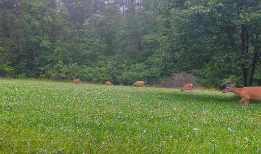 Photo #20 of SOLD property in 1254 Anglin Mill Rd, Stoneville, NC 44.5 acres