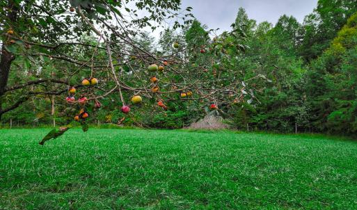 Photo #21 of SOLD property in 1254 Anglin Mill Rd, Stoneville, NC 44.5 acres